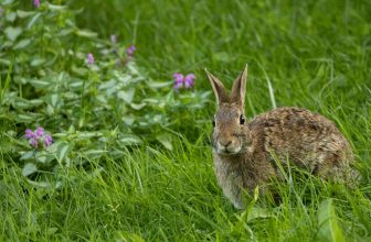 rabbit behavior foot thumping
